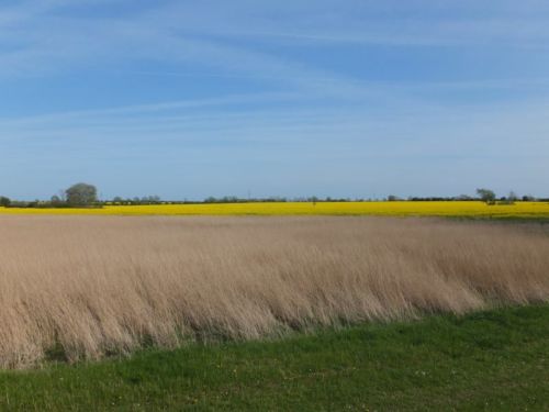 Felder am Weststrand
