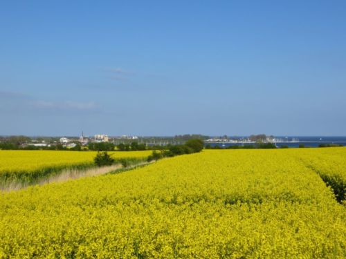 Rapsblüte rund um Großenbrode